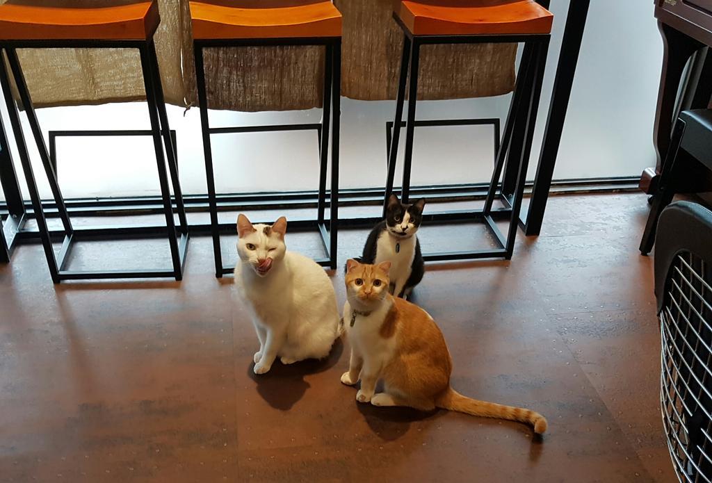 Meow G Cafe Hostel Città di Hualien Esterno foto